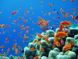 Red Sea Reef Shot, beautiful antheas on Elphinstone Reef... by Alex Tattersall 